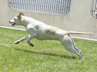 Piecrust_PiedmontPickle_01