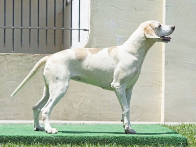 Piecrust_PiedmontPickle_05