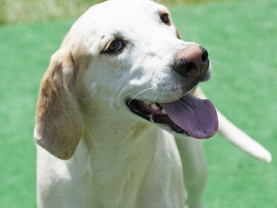 Piecrust_PiedmontPickle_06